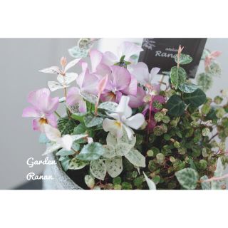 初雪かずらとビオラの可愛い寄せ植え❁お花の贈り物(プランター)