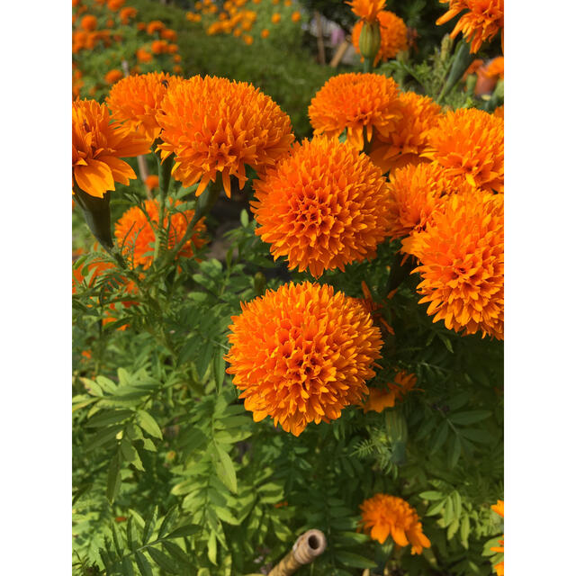 マリーゴールドの種子　コンパニオンプランツ ハンドメイドのフラワー/ガーデン(その他)の商品写真