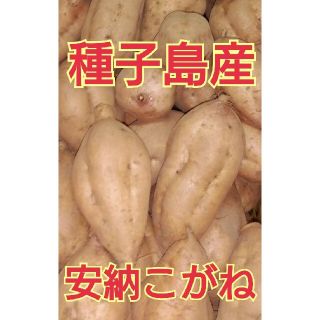 種子島産安納芋(安納こがね)５キロMサイズ(野菜)