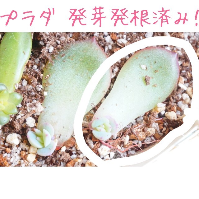 プラダ 葉挿し 発芽発根済み！ １枚 多肉植物