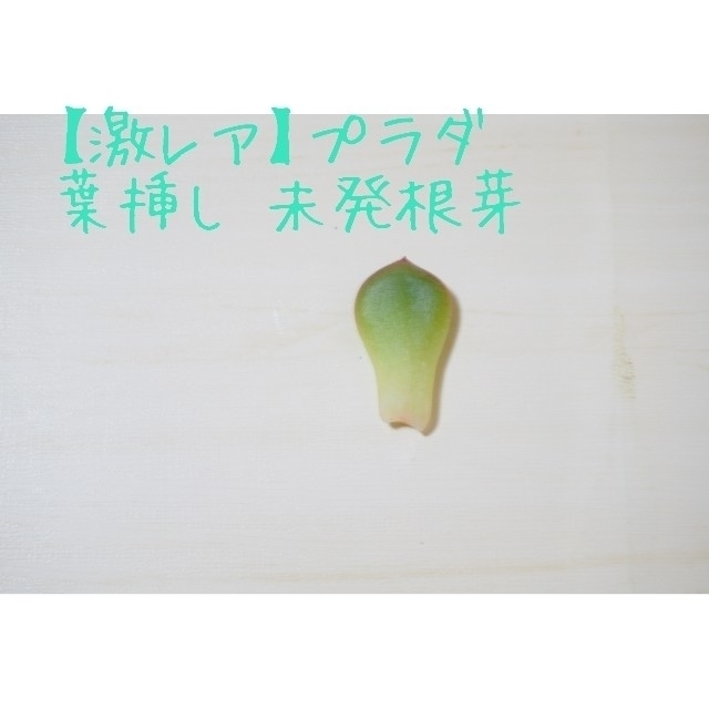 プラダ 葉挿し 発芽発根済み！ １枚 多肉植物