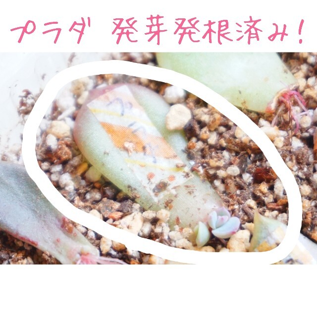 プラダ 葉挿し 発芽発根済み！ １枚 多肉植物