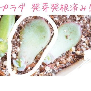 プラダ 葉挿し 発芽発根済み！ １枚 多肉植物(その他)