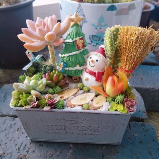 多肉植物 寄せ植え しゅく様専用の通販 by aju's shop|ラクマ