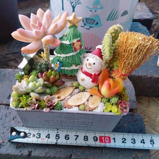 多肉植物 寄せ植え しゅく様専用の通販 by aju's shop|ラクマ