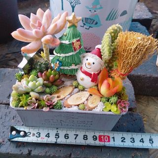 多肉植物 寄せ植え しゅく様専用の通販 by aju's shop｜ラクマ