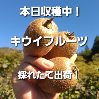 10K 専用 岐阜県産 無農薬 キウイフルーツ(フルーツ)