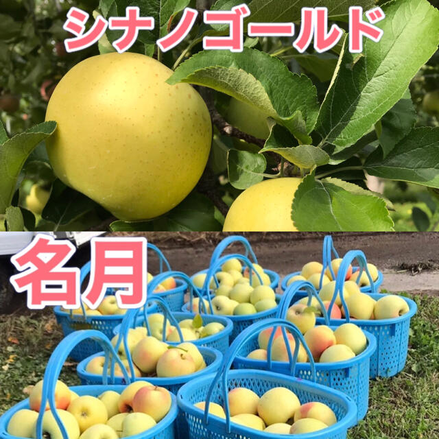 シナノゴールド  ぐんま名月　家庭用　合計10キロ　長野県産　減農薬 食品/飲料/酒の食品(フルーツ)の商品写真