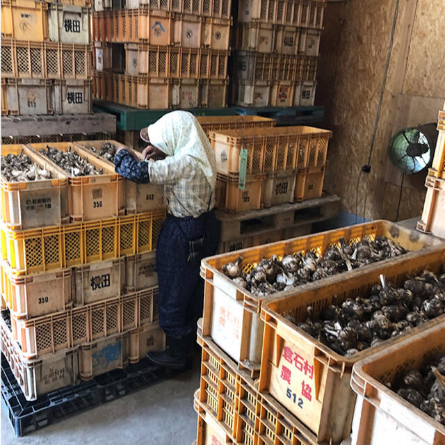 上級品】青森県倉石産にんにく福地ホワイト六片種 Lサイズ 10kg 上級品】青森県倉石産にんにく福地ホワイト六片種 Lサイズ 10kg