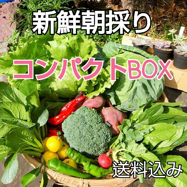 新鮮朝採り【ビタミンたっぷり♪コンパクトBOX】畑から直送便♪農薬不使用 食品/飲料/酒の食品(野菜)の商品写真