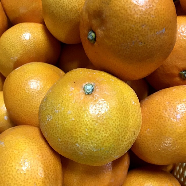 いくら様専用　マルチわけありみかん5kg 食品/飲料/酒の食品(フルーツ)の商品写真