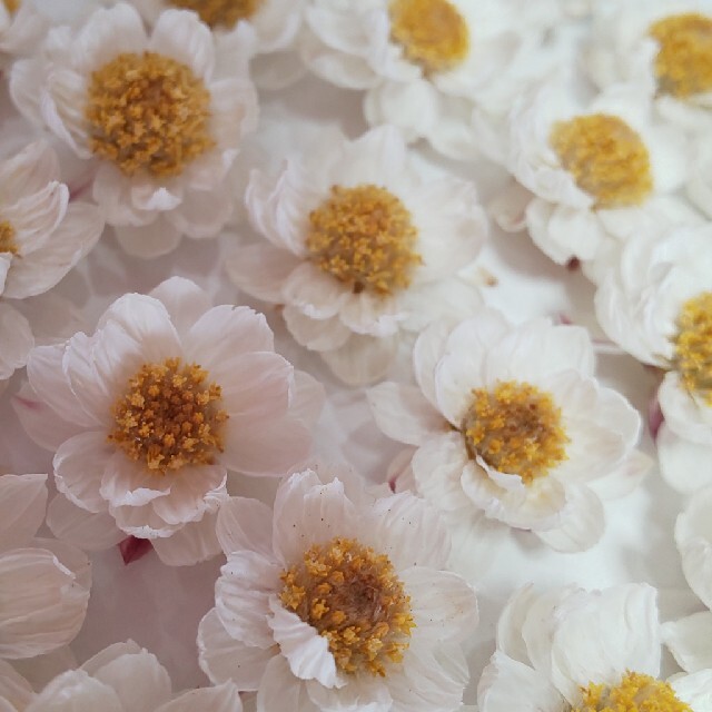 花材 花かんざしヘッド 50個 ドライフラワーの通販 By ユーリ S Shop ラクマ 花材 花かんざしヘッド 50個 ドライフラワーの通販 By ユーリ S Shop ラクマ
