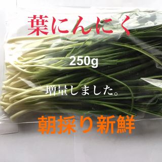 柔らかい「葉にんにく」250g 朝採り新鮮(増量しました。)(野菜)