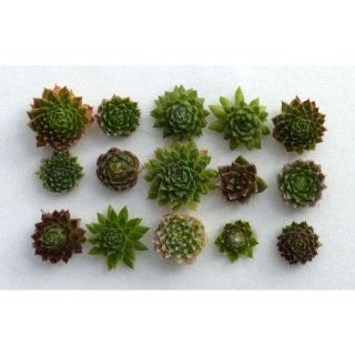 多肉植物 【0467】  小さなセンペル・カラフル15種セット（ジョビ１苗付き）(その他)