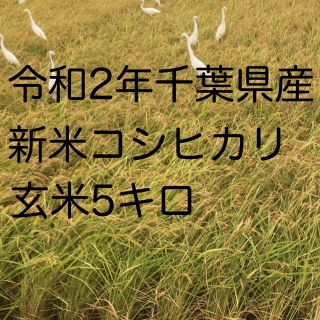 令和2年新米コシヒカリ玄米5kg(米/穀物)