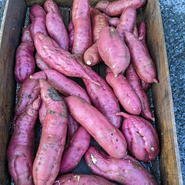 岡山県産  新鮮さつまいも  紅あずま  約7〜9㌔  無農薬栽培 食品/飲料/酒の食品(野菜)の商品写真