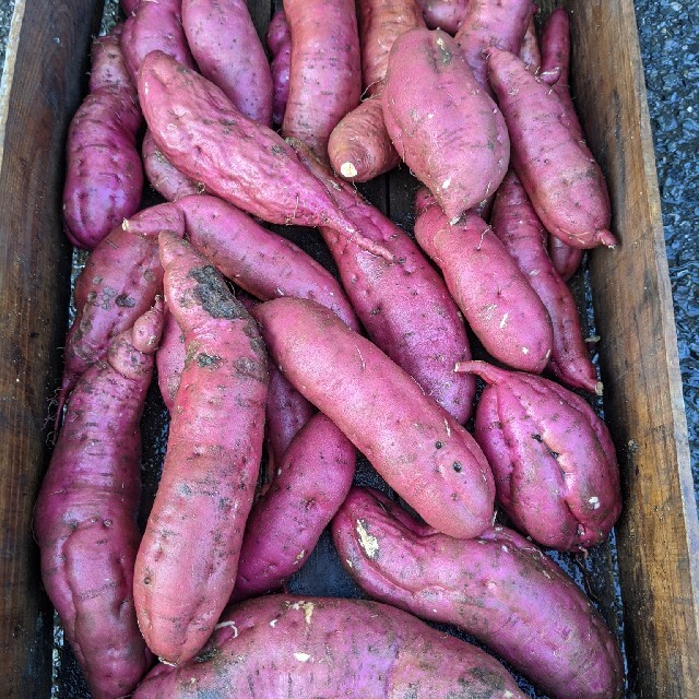 岡山県産  新鮮さつまいも  紅あずま  約7〜9㌔  無農薬栽培 食品/飲料/酒の食品(野菜)の商品写真