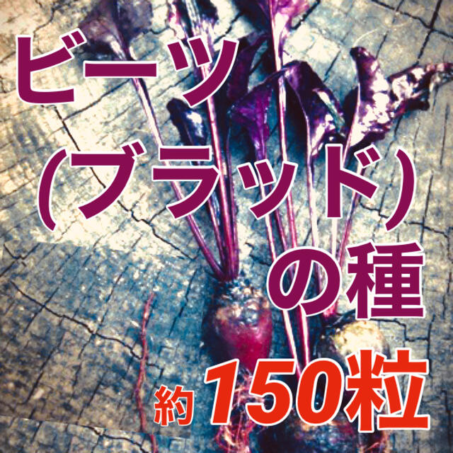 【スーパーフードの種子】ビーツ/ビート ブラッドの種 約150粒程 野菜 種 食品/飲料/酒の食品(野菜)の商品写真