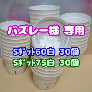 【スリット鉢】Ｓポット丸型75白30個 他 プレステラ 多肉植物(プランター)