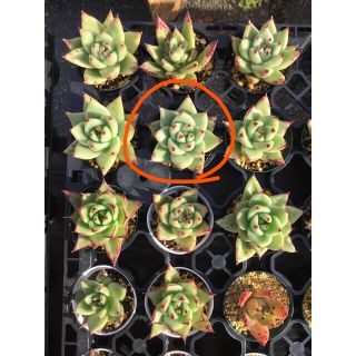 とも様専用　エケベリア　ブラックサバナ　多肉植物(その他)