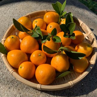 今季初！！熊本県八代産　大玉キンカン　約1kg(フルーツ)