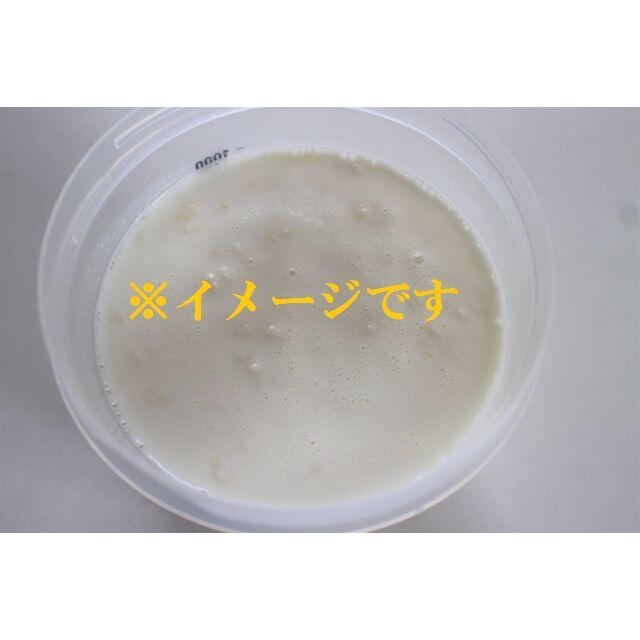 増える　生ケフィアグレイン　１０ｇ　購入後の質問にメールアドバイス付き 食品/飲料/酒の食品/飲料/酒 その他(その他)の商品写真