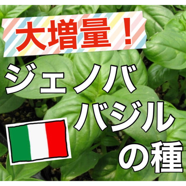 【美味しいジェノベーゼを‼️】ジェノババジルの種 80粒超 バジル ハーブ 種 食品/飲料/酒の食品(野菜)の商品写真