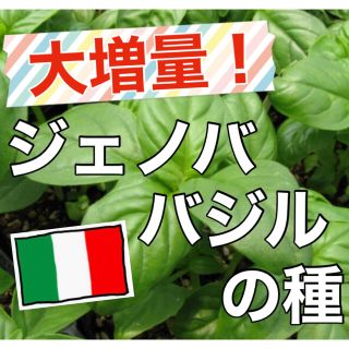 【美味しいジェノベーゼを‼️】ジェノババジルの種 80粒超 バジル ハーブ 種(野菜)