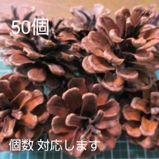 鳥取砂丘近辺☆ 松かさ まつぼっくり 50個 直径約4～4.5cm 自然乾燥(その他)