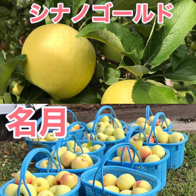 シナノゴールド と名月　家庭用　合計３キロ　長野県産　減農薬 食品/飲料/酒の食品(フルーツ)の商品写真