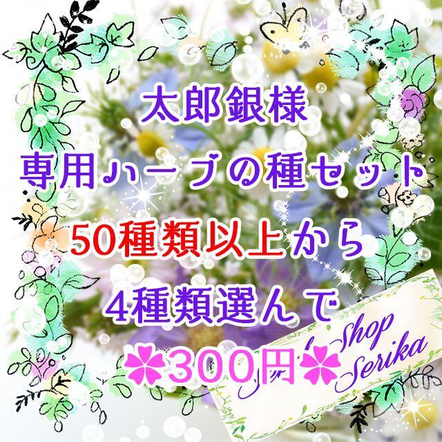 太郎銀様専用 ハーブの種セット 家庭菜園 野菜 ハンドメイドのフラワー/ガーデン(その他)の商品写真