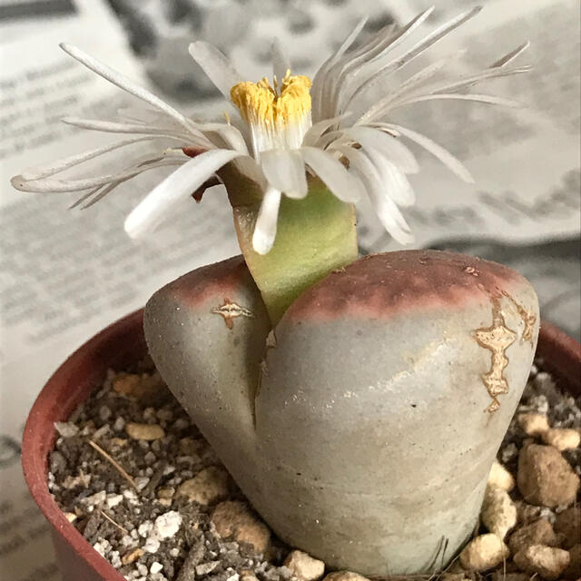 お値下げ¥600→500 ✿冬型植物  多肉植物 お花付き リトープス  抜き苗 ハンドメイドのフラワー/ガーデン(その他)の商品写真