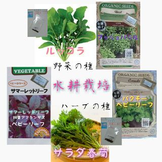 水耕栽培 固定種 有機種子 野菜の種 ハーブの種 家庭菜園(野菜)