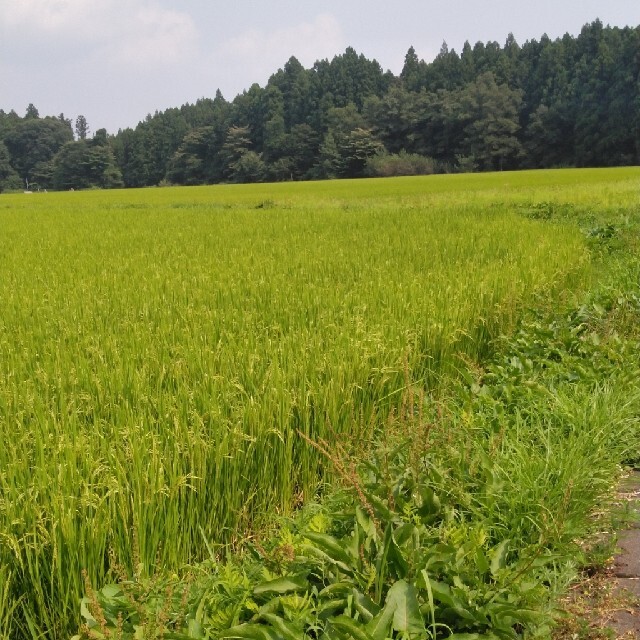 令和2年産新米栃木県一等米コシヒカリ玄米30キロ無農薬にて作ったお米です！！　イチオシ