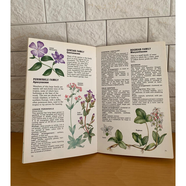 WILD FLOWERS 植物図鑑　洋書　古書