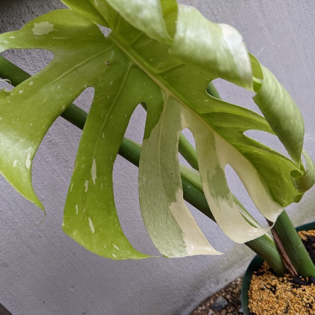フラワー/ガーデン観葉植物　C　斑入りモンステラ
