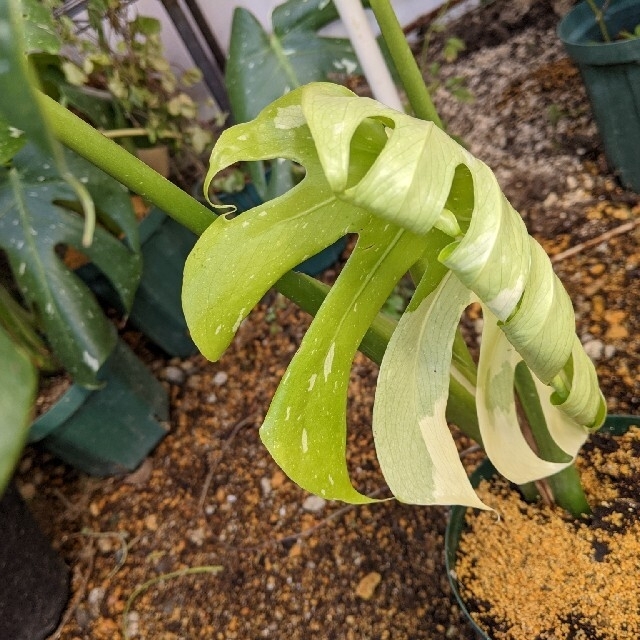観葉植物　C　斑入りモンステラ ハンドメイドのフラワー/ガーデン(プランター)の商品写真