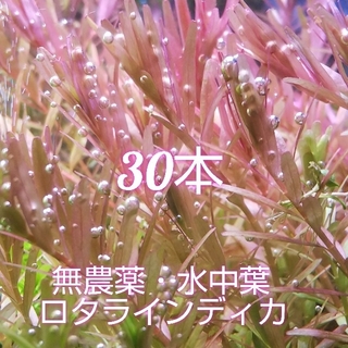 ☆赤系水草 ロタラインディカ 30本☆(アクアリウム)