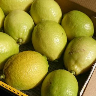 産地直送！   無農薬 レモン(フルーツ)