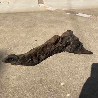 天然流木（大）５８cm インテリア、アクアリウム等に(アクアリウム)