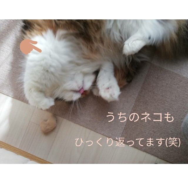 犬猫キャットニップぬいぐるみ その他のペット用品(猫)の商品写真