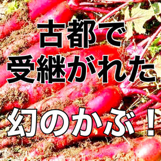【幻の伝統野菜‼️】飛鳥あかねかぶの種 約30粒 赤カブ 野菜 家庭菜園(野菜)