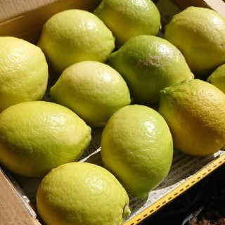 産地直送！   無農薬 レモン(フルーツ)