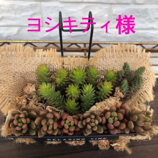 専用  グリーンペット＆オレンジドリーム 多肉植物(その他)