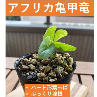 Dioscorea elephantipes(アフリカ亀甲竜)(その他)