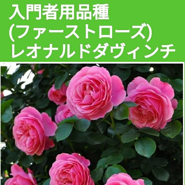 レオナルド・ダ・ヴィンチ♦冬挿し用(休眠挿し)※葉無し挿し穂 ハンドメイドのフラワー/ガーデン(その他)の商品写真