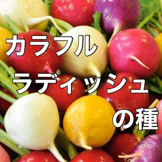 【彩り鮮やか‼️】カラフルラディッシュの種 20粒 野菜 だいこん 大根 種(野菜)