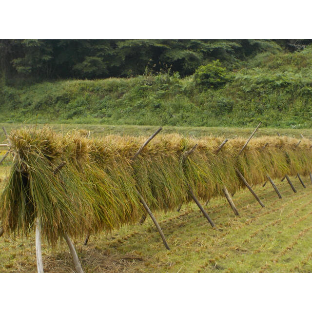 新米　大好評　特別栽培米　 あきたこまち　チヨニシキ　 無化学肥料    食品/飲料/酒の食品(米/穀物)の商品写真