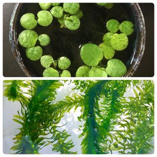 アナカリス＋ 浮草(フロッグピット) 水草セット -天然無農薬-(アクアリウム)