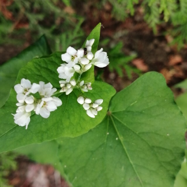 お世話いらず 家庭菜園に白いお花を ソバの種 たっぷり15gの通販 By たねまきや まとめ売りお値引き ラクマ お世話いらず 家庭菜園に白いお花を ソバの種 たっぷり15gの通販 By たねまきや まとめ売りお値引き ラクマ
